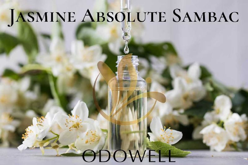 ODOWELL Jasmine Absolute Sambac را عرضه می کند - یک یاس طبیعی ممتاز برای عطر و زیبایی