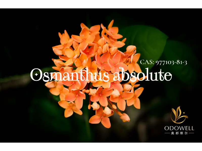 Osmanthus Absolute – امضای طبیعی ODOWELL برای گل های زیبای شرقی